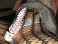 都立あ○ち病院勤務 現役ナースはるあ初めてのAV出演！-6